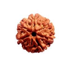Rudraksh
