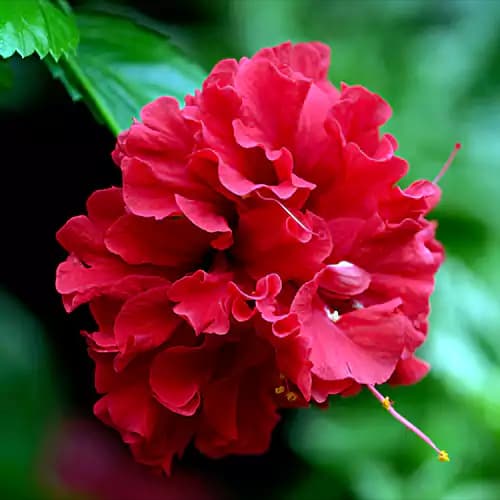 Red Flowers (Hibiscus preferred)